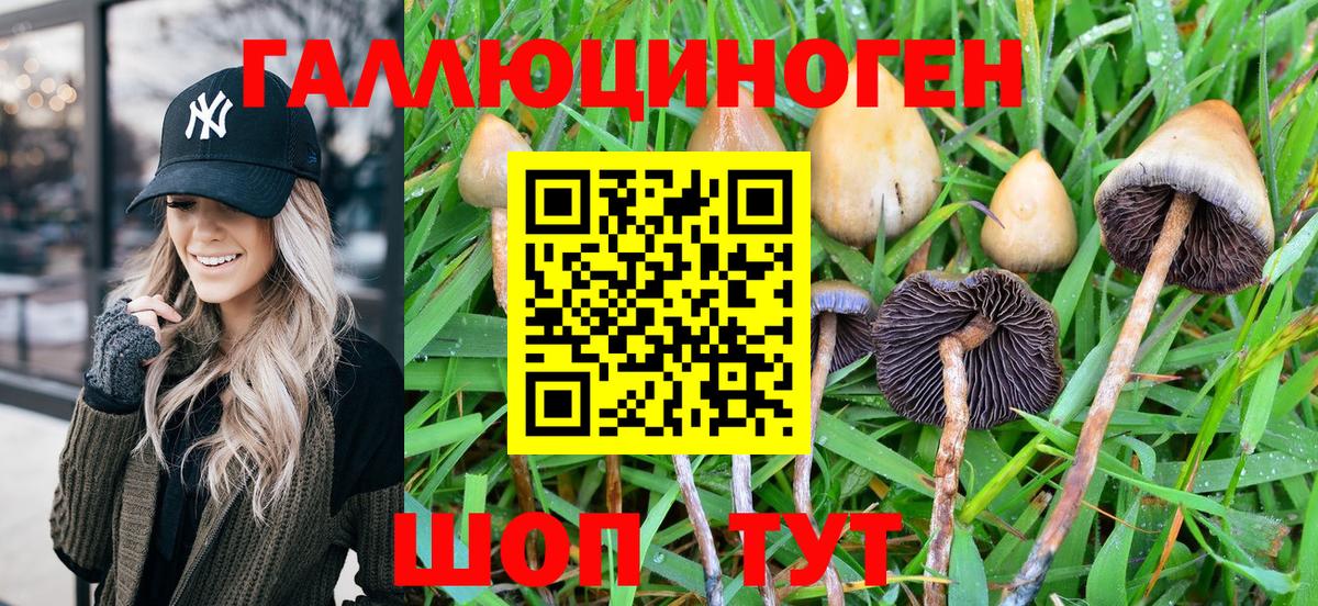 Кудымкар  Псилоцибиновые грибы Psilocybine cubensis  Вход с VPN 